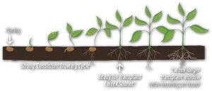 Plant Growth Stagesand Transplanting Timeline