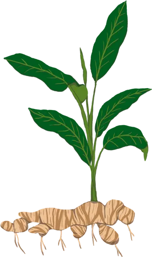 Plant Illustrationwith Roots PNG image