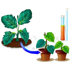Plant Photosynthesis Process PNG 42