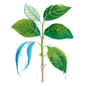 Plant Photosynthesis Process PNG Qwc69