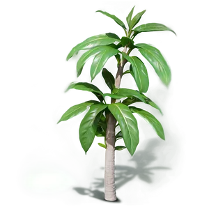 Plant Shadow D PNG image