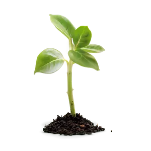 Plant Sprout Png 26 PNG image