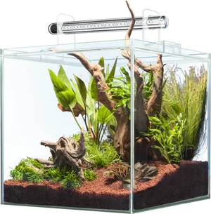 Planted Aquarium Setup PNG