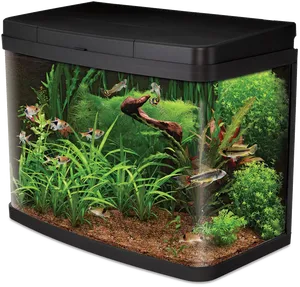 Planted Aquariumwith Fish PNG