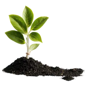 Planting Sprout PNG Fdj