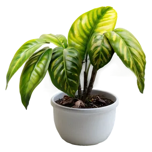 Plants A PNG