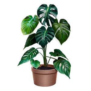 Plants B PNG