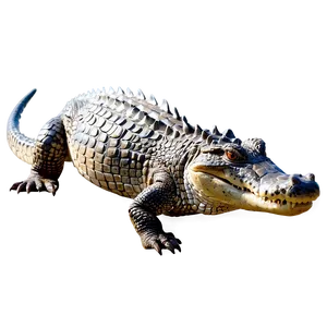 Playful Alligator Png Tta PNG image