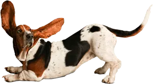 Playful Basset Hound Ears Flapping PNG image