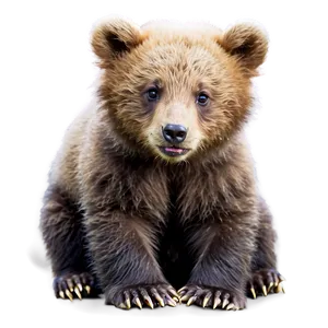 Playful Bear Cub PNG Atq55