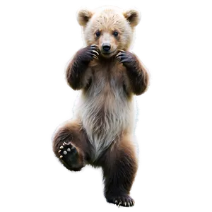 Playful Bear Cub PNG Kcy
