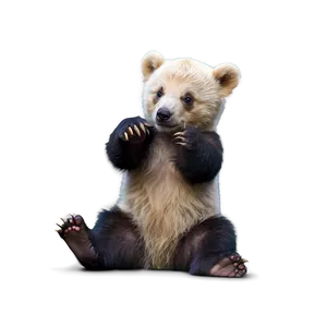 Playful Bear Cub PNG Slo