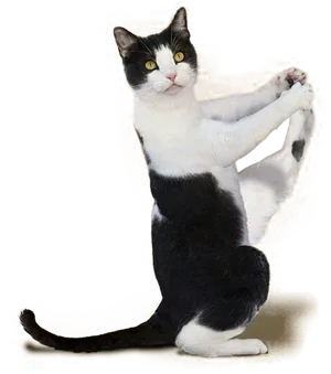 Playful Black And White Cat Posture PNG image