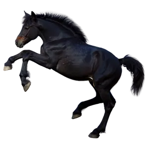 Playful Black Foal Horse PNG 06262024 PNG