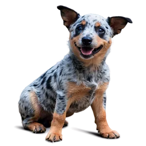 Playful Blue Heeler Png 06282024 PNG image