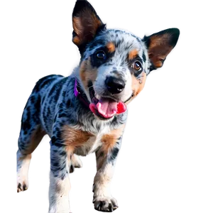 Playful Blue Heeler Png Iay85 PNG image