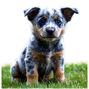 Playful Blue Heeler Puppies PNG 80 PNG