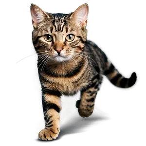 Playful Cat Meme PNG 27