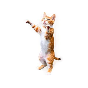 Playful Cat Meme PNG Iwe