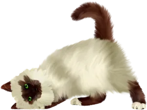 Playful Cat Stretching