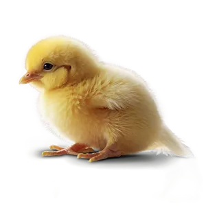 Playful Chick PNG 22 PNG