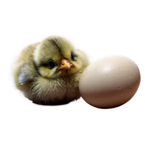 Playful Chick PNG Msr PNG