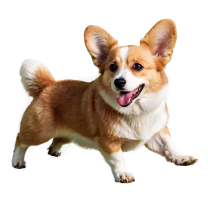 Playful Corgi PNG Oif PNG