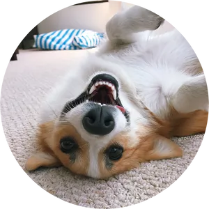 Playful Corgi Upside Down PNG