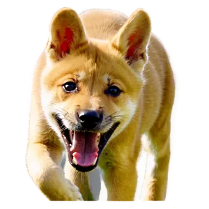 Playful Dingo Puppy PNG Ncq72