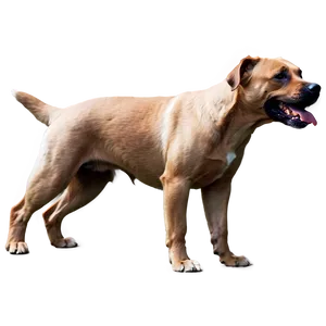 Playful Dogs PNG Vrd