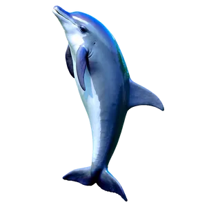Playful Dolphin Png Acp20 PNG image