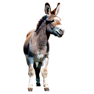 Playful Donkey PNG Dqu30 PNG