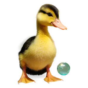 Playful Duckling Png 27 PNG image