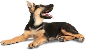 Playful German Shepherd Puppy PNG image