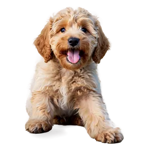 Playful Goldendoodle PNG 06262024 PNG