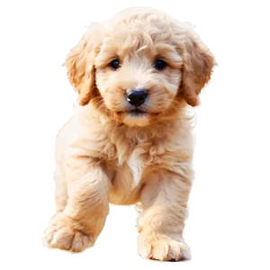 Playful Goldendoodle Puppy PNG 19 PNG