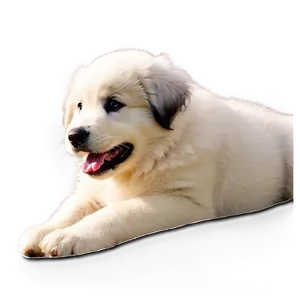 Playful Great Pyrenees Puppy PNG 9 PNG