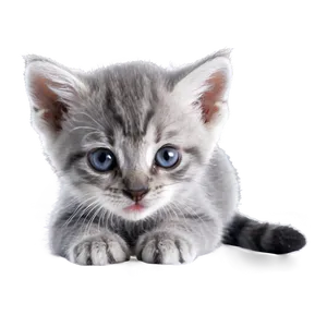 Playful Grey Kitten PNG Xfn58 PNG