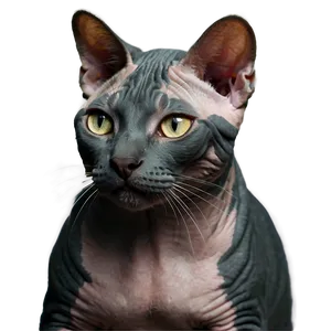 Playful Hairless Cat Png Des25 PNG image