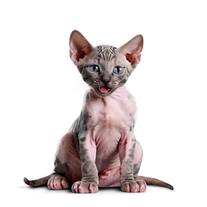 Playful Hairless Kitten PNG 06252024 PNG