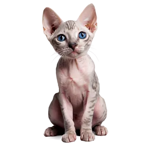Playful Hairless Kitten PNG 74 PNG