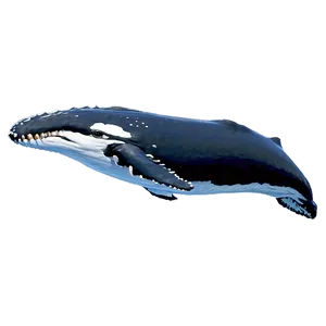 Playful Humpback Whale Png 17 PNG image