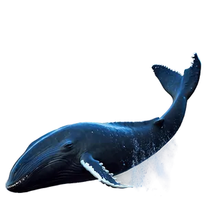 Playful Humpback Whale Png Bnv PNG image