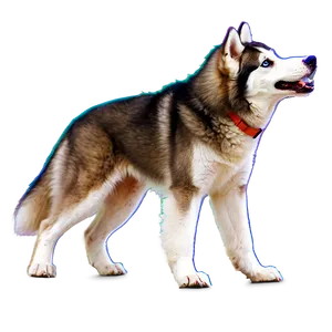 Playful Husky Dog PNG Dmk PNG