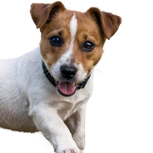 Playful Jack Russell PNG 06292024