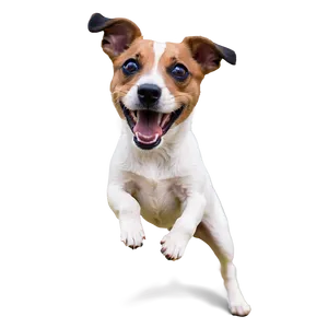 Playful Jack Russell PNG Cct3 PNG