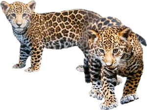 Playful Jaguar Cubs