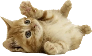 Playful Kitten Lying Back.png
