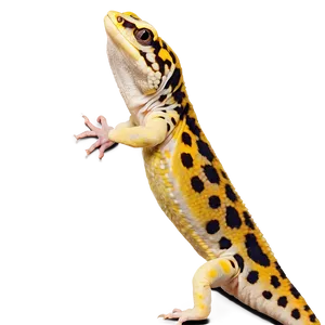 Playful Leopard Gecko Png 54 PNG image