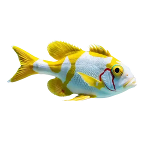 Playful Marine Fish PNG Smo PNG